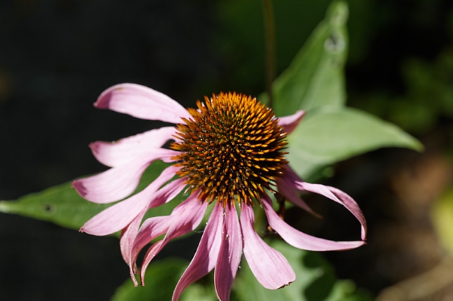 Jardin des Impressionnistes-090